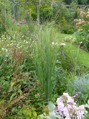 2015-09-21 Panicum 'Northwind'.jpg