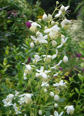 Thalictrum_delavayi_Album.jpg
