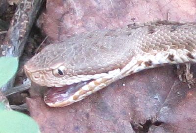 Viper-kopf.jpg