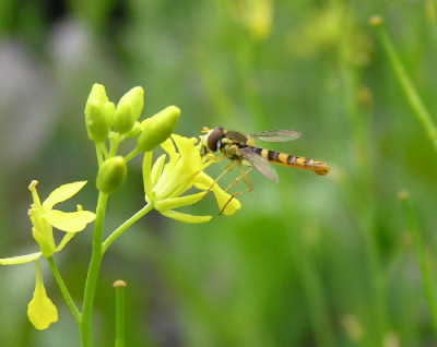 Langbauchschwebfliege.jpg