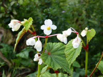 2015-09-21 Begonia grandis 'Alba'.jpg