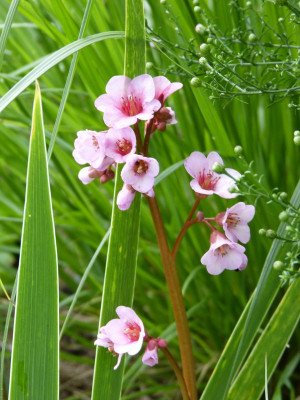 2015-09-21 Bergenia 'Doppelgänger' 1.jpg