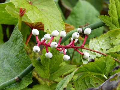 2015-09-21 Actaea pachypoda.jpg