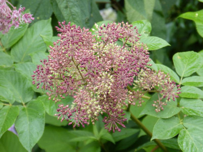 2015-09-21 Aralia californica.jpg