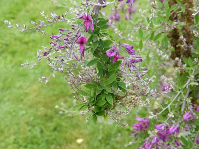 2015-09-21 Lespedeza thunbergii 1.jpg