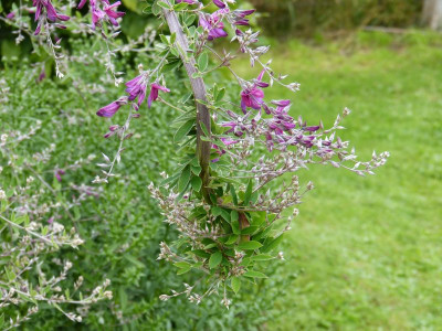 2015-09-21 Lespedeza thunbergii 2.jpg