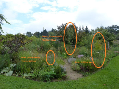 2015-09-21 Ahornbeet 2.jpg