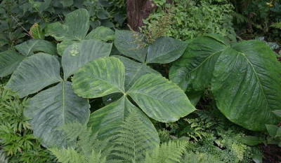 IMG_1697_eArisaema_fargesii_Gruppe.JPG