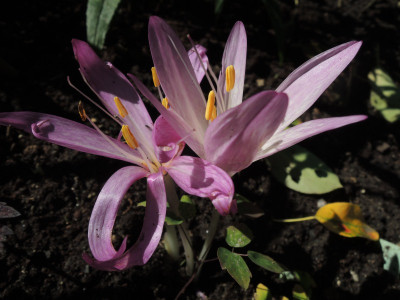 Colchicum 9-15.JPG