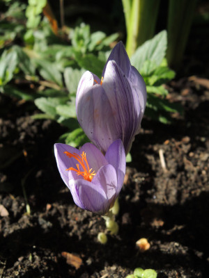 Herbstkrokus.JPG