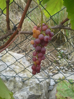 20150913_133037.jpg