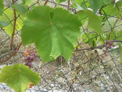 20150913_133046.jpg