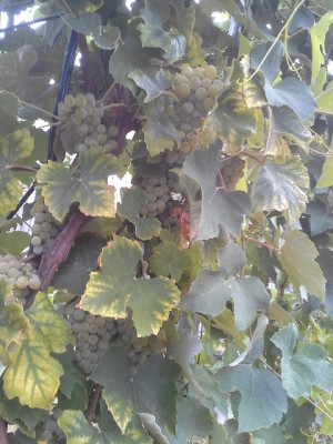 20150913_132942.jpg