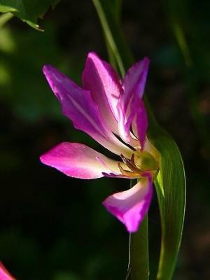 gladiolus_communis_licht.jpg