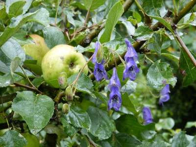 2015-09-20 Aconitum.jpg