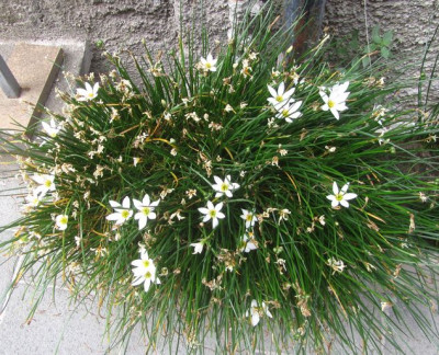 Liliengewächs-unb-ax.jpg