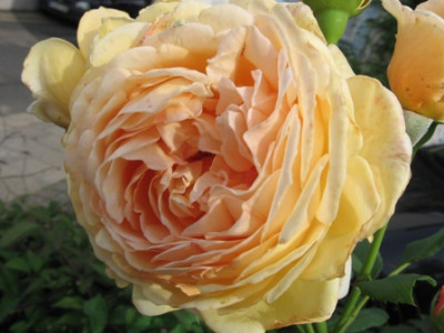 Crown_Princess_Magaret_im_August.jpg