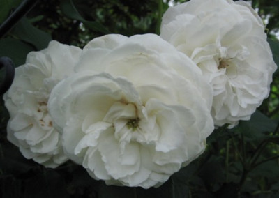 Boule_de_Neige_im_August.jpg