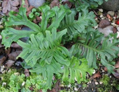 Polypodium cam.  ... 20.9.15 014.jpg