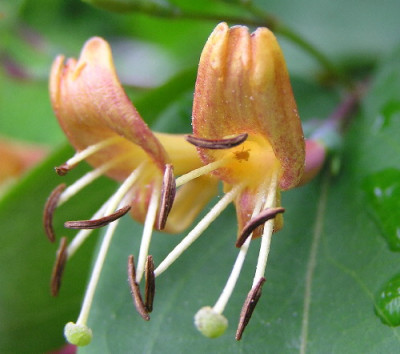 Lonicera_henryi.jpg