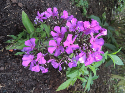 DSCN8274_932.JPG