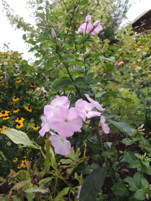 DSCN8273_931.JPG