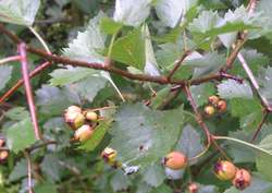 crataegus_3.jpg