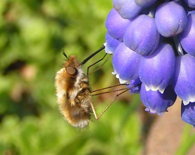 Bombylius_major_-_Wollschweber_01.jpg
