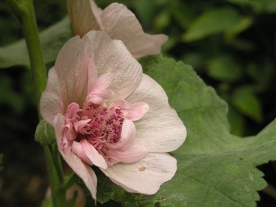 Alcea-Parkfrieden-k.jpg