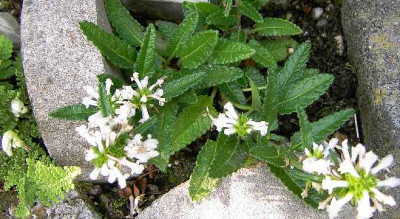 5.8.06.Stachys_nivea_023.JPG