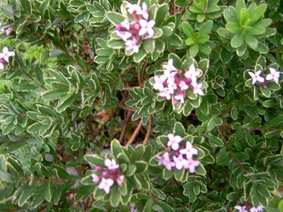 2.8.06._Daphne_cneorum__Stasek__001.JPG