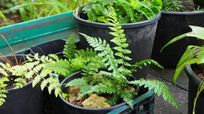 Polystichum x dycei P9230071.JPG