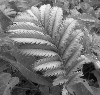 BLATT_SW_SO_0608_I.jpg
