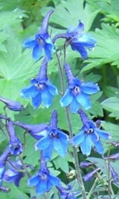 Delphinium_elatum.jpg