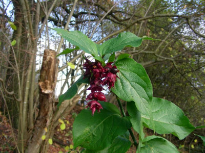 Leycesteria DSCN6728.JPG