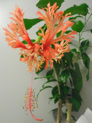 Schizopetalus2015_09_23.jpg