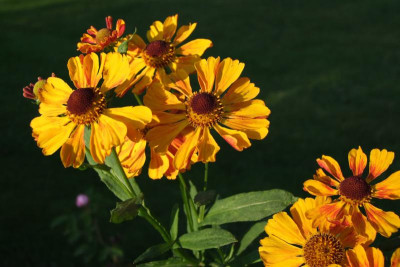 2015_0923herbstlich0010.jpg