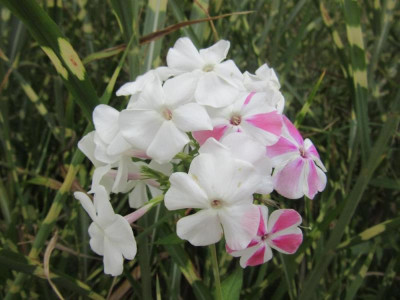 Phlox PT weiss.jpg