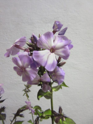 Phlox graurosa.jpg