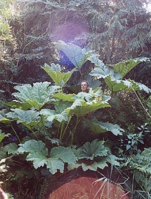 gunnera_groenlo2.jpg