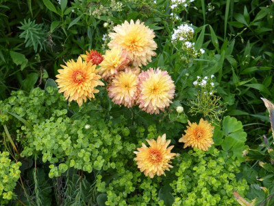 2015-09-23 Chrysanthemum.jpg