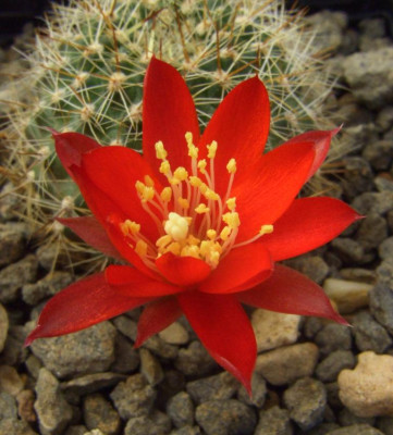 Rebutia_albipilosa.jpg