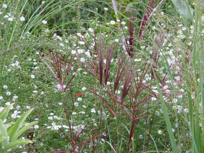 2015-09-23 Miscanthus 'Red Chief'.jpg