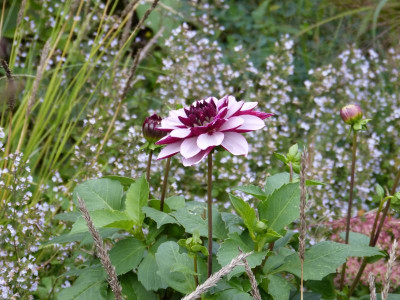 2015-09-23 Dahlia 'Creme de Cassis'.jpg