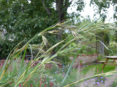 2015-09-23 Themeda japonica 1.jpg