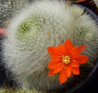 Rebutia_fiebrigii.jpg