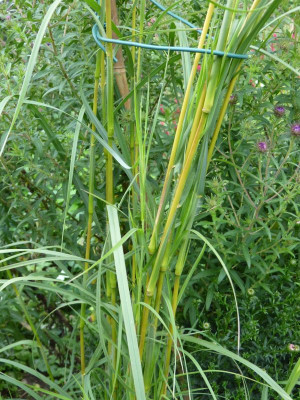 2015-09-23 Themeda japonica 2.jpg