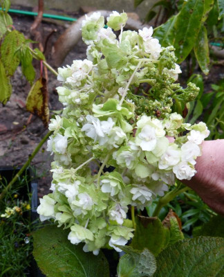 2015-09-23 Hydrangea involucrata 'Hortensis'.jpg