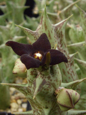 Caralluma_hesperidum.jpg