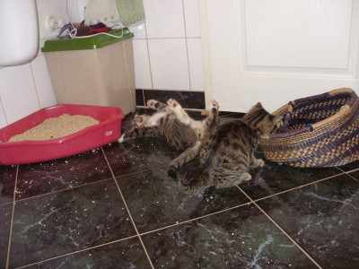Katzen am ersten Tag.jpg